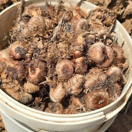 پیاز زعفران